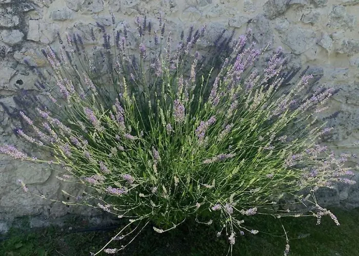 Casa Aperos Дом отдыха