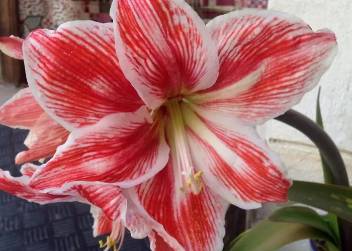 Casa Aperos Дом отдыха *